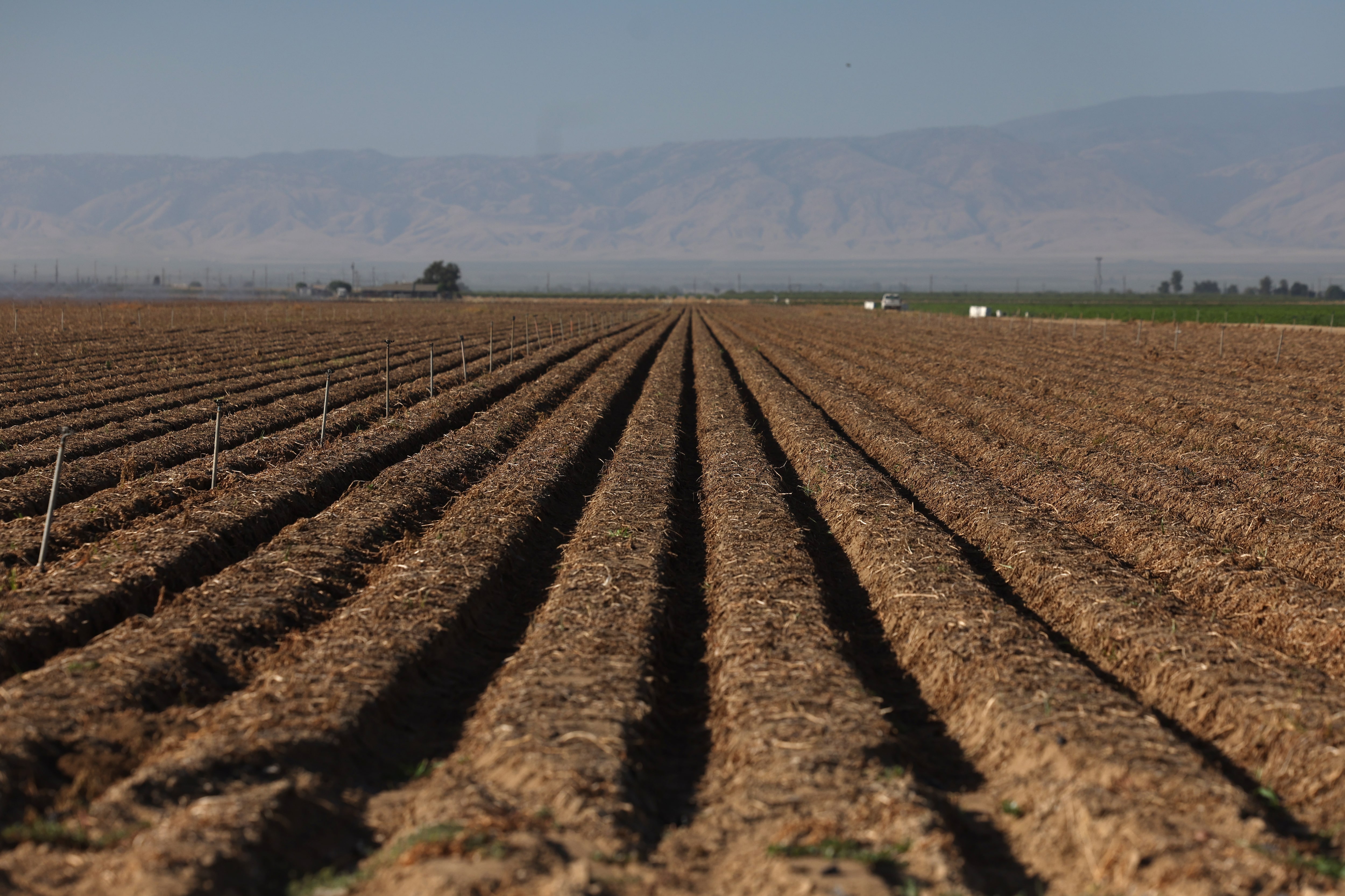 A crop field in Oxnard, California, U.S., June 18, 2025. REUTERS/Pilar Olivares