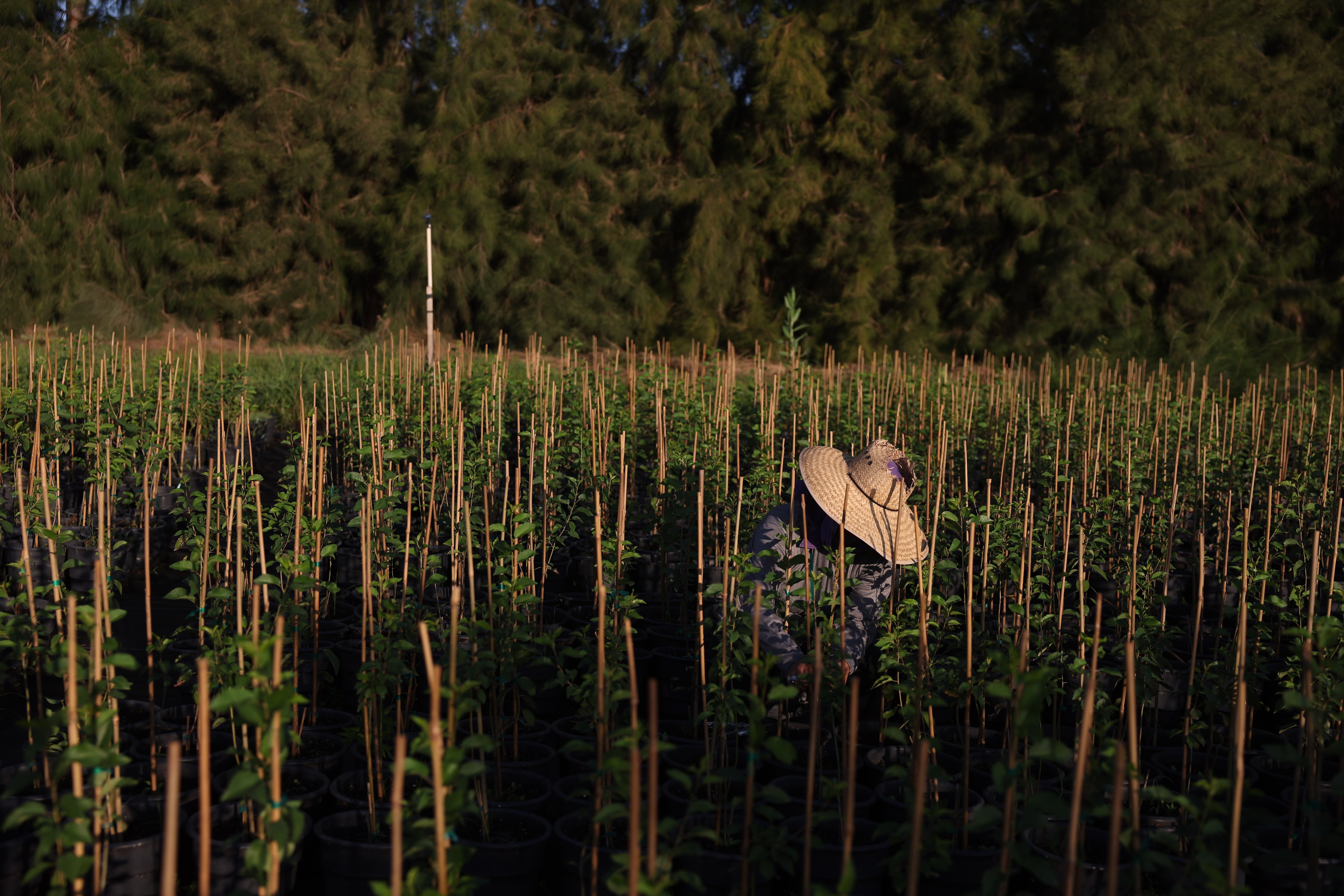 A Guatemalan immigrant works on a crop field at a farm in the Kern County, California, U.S., June 19, 2025. REUTERS/Pilar Olivares