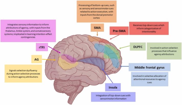 The sense of agency for brain disorders: A comprehensive review and proposed framework